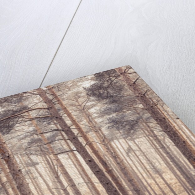 Misty forest with tall trees by Assaf Frank